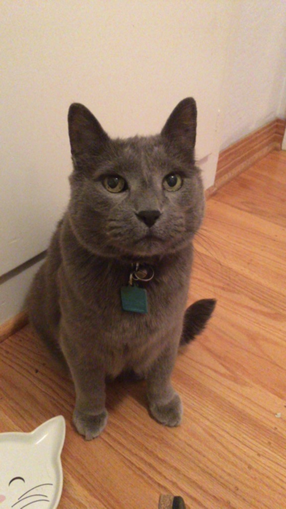My Russian Blue, JoMo, sitting on a hardwood floor in front of white cabinets, looking up at the camera, waiting to be fed.